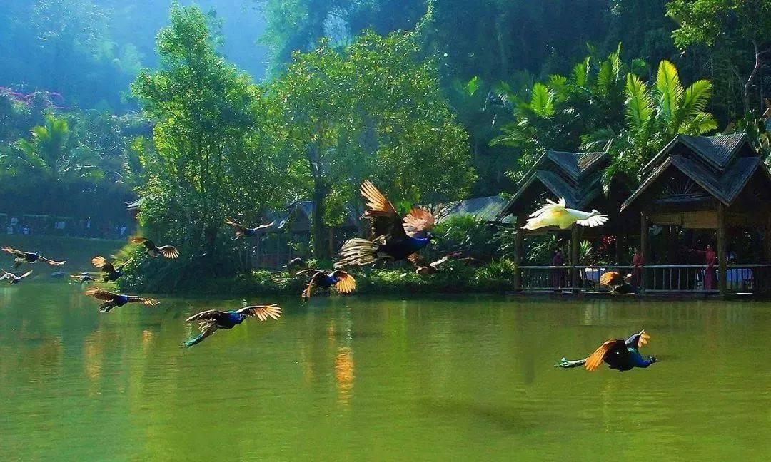 2024属猪的运势怎么样